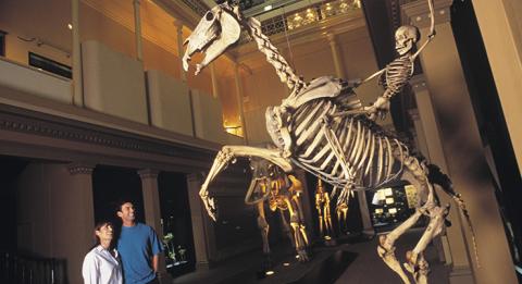 Exhibit at the Australian Museum in Sydney Exhibit at the Australian Museum in Sydney