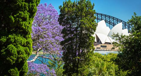 Jacarandas in bloom in Sydney. View from the Royal Botanic Garden, Sydney