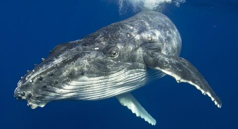 Humpback Whale, Merimbula on the NSW South Coast