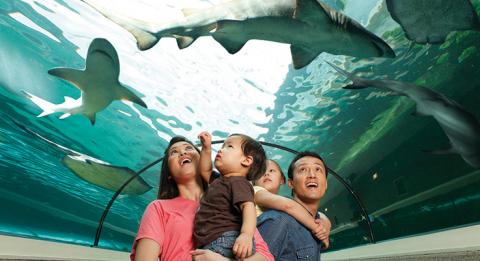 Family at Sea Life Sydney Aquarium at Darling Harbour Sea Life Sydney Aquarium, Darling Harbour