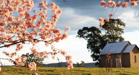 Blossoms in the Mudgee region, Country NSW