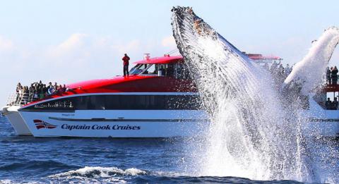 Captain Cook Cruises