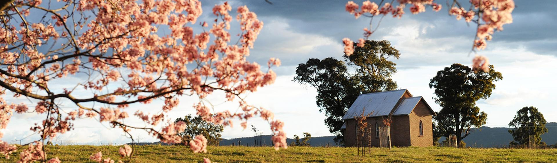 Blossoms in the Mudgee region, Country NSW