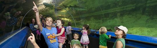 Kids viewing sea life at aquarium Kids viewing sea life at aquarium