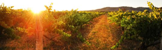Burnbrae Wines, Mudgee Burnbrae Wines, Mudgee
