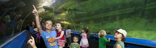 Kids viewing sea life at aquarium