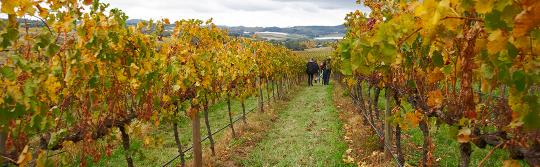Orange Wine Festival, Country NSW Orange Wine Festival, Country NSW