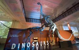 Dinosaurs, Australian Museum Dinosaurs, Australian Museum