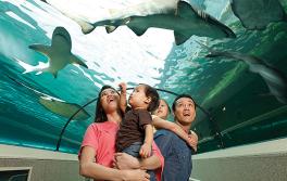SEA LIFE Sydney Aquarium, Darling Harbour SEA LIFE Sydney Aquarium, Darling Harbour