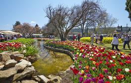 Tulip Time, Bowral Tulip Time, Bowral