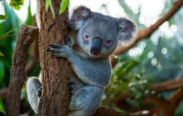 WILD LIFE Sydney Zoo, Darling Harbour WILD LIFE Sydney Zoo, Darling Harbour