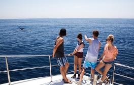 Whale watching, Newcastle Whale watching, Newcastle