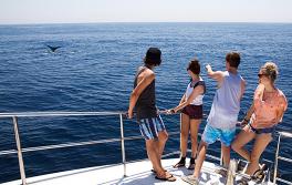 Whale watching, Newcastle Whale watching, Newcastle